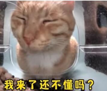 新鲜哥橘猫梗是什么意思详情